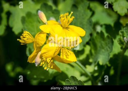 Tetterwort, Schöllkraut (Chelidonio majus) Foto Stock