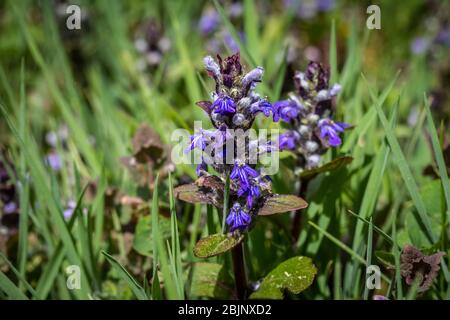 Bugleherb, Kriechender Günsel (Ajuga reptans) Foto Stock