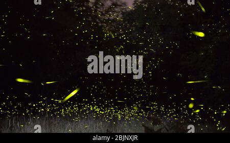 Un'immagine composita che mostra centinaia di lucciole che lampeggiano di notte in un campo, con alberi sullo sfondo, nello stato di New York, USA Foto Stock