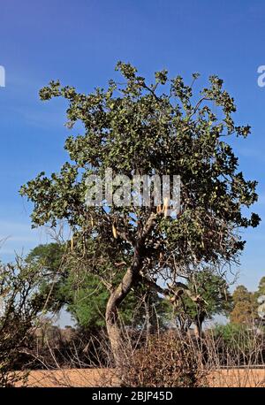 Albero di salsiccia (Kigelia) con baccelli Foto Stock