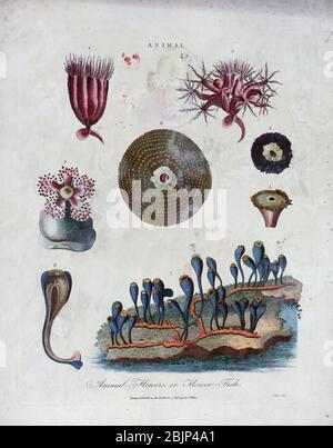 Animale. Animale- Fiori, o Fiore-Fish. Incisione di rame con colorazione a mano Encyclopedia Londinensis, OR, dizionario universale di arti, scienze e letteratura [tavole varie] di Wilkes, John Data di pubblicazione 1796-1829 Foto Stock