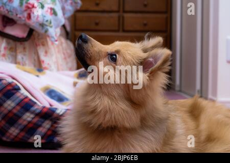 Cane carino implorare per qualcosa Foto Stock