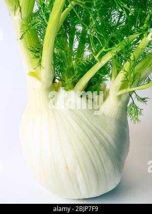 Una lampadina di finocchio fiorentino su sfondo bianco Foto Stock