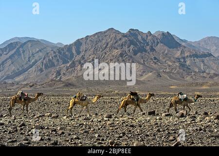 Carovana dromedaria dei nomadi Afar che si spostano attraverso un deserto di pietra nella depressione di Danakil, regione Afar, Etiopia Foto Stock