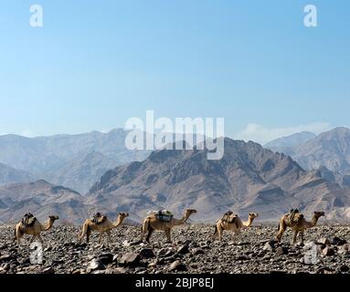 Carovana dromedaria dei nomadi Afar che si spostano attraverso un deserto di pietra nella depressione di Danakil, regione Afar, Etiopia Foto Stock