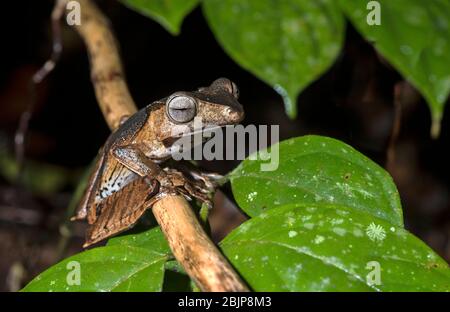 File-eared Tree Frog (Polypedates otilophus), famiglia Rhacophoridae, endemica del Borneo, Kubah National Park, Kuching, Sarawak, Borneo, Malaysia Foto Stock