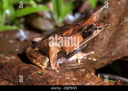 Rana a pelo lungo annoiato (Megophrys nasuta), famiglia di rane di cucciolata (Megophryidae), Parco Nazionale di Kubah, Kuching, Sarawak, Borneo, Malesia Foto Stock