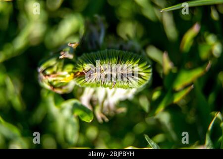 Fiore di dente di leone su sfondo verde in primavera giorno di sole. Primo piano di bocciolo di dente di leone nel prato verde. Fioritura di dente di leone in Lettonia. Foto Stock