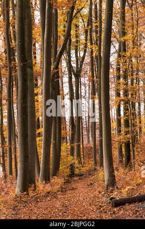 Autunno foresta di faggio dritto stelo arancione e rosso Foto Stock