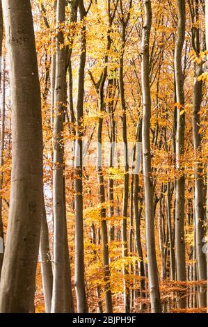 Autunno foresta di faggio dritto stelo arancione e rosso Foto Stock