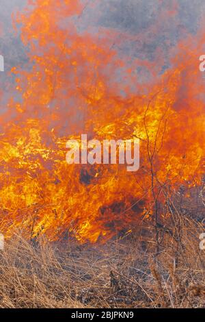Fuoco d'arancia e fumo che brucia erba in campo agricolo. Messa a fuoco morbida selettiva, sfocatura del movimento da fuoco forte e fiamme ad alta temperatura. Vista ravvicinata Foto Stock