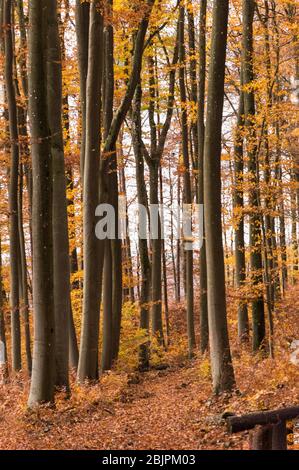 Autunno foresta di faggio dritto stelo arancione e rosso Foto Stock