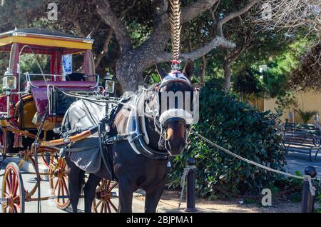 Rabat Malta- 7 febbraio 2020: Cavallo con carrozza per le giostre turistiche Foto Stock