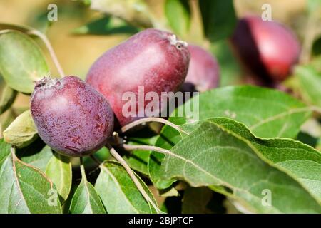 Mele di granchio rosso scuro che crescono su un albero. Malus x eterofilla 'Redpolpa', Crab mela Redfelsh. Malus x eterofilla "Red Flame" Foto Stock