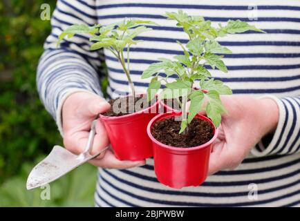 Solanum lycopersicum 'Alicante'. Piante di pomodoro sviluppate in casa in pentole di plastica riutilizzate pronte per trapiantare in un vaso più grande o in un sacco di crescere. REGNO UNITO Foto Stock