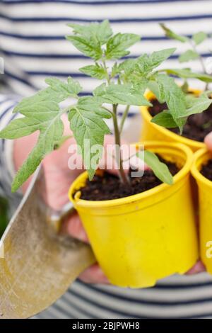 Solanum lycopersicum 'Alba dorata'. Piante di pomodoro giovani in casa coltivati in pentole di plastica riutilizzate pronte per il trapianto - in una pentola o in un sacco di crescere. REGNO UNITO. Foto Stock