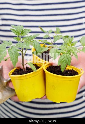 Solanum lycopersicum 'Alba dorata'. Piante di pomodoro giovani in casa coltivati in pentole di plastica riutilizzate pronte per il trapianto - in una pentola o in un sacco di crescere. REGNO UNITO. Foto Stock