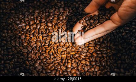 La mano della donna tiene i chicchi di caffè nell'illuminazione mirata. Foto Stock