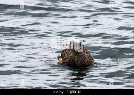 Giovane grande skua (Stercorarius skua), Scozia Foto Stock