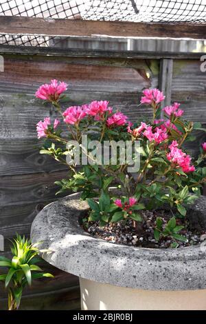 RHODENDRON NANO. AZALEA RAZOR BILL IN PRIMAVERA. Foto Stock