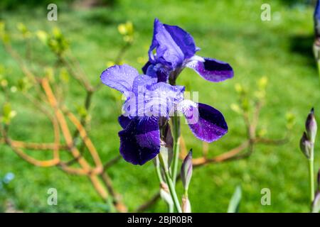 Gocce di pioggia sui petali di un Iris Bandiera Blu in un cottage giardino inglese a Springtime. Foto Stock