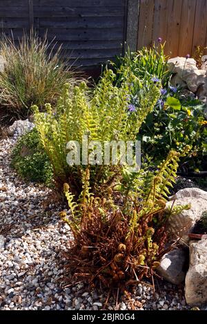 NUOVI FRONTI FERN SI DISAVVOLGIBILE ALL'INIZIO DELLA PRIMAVERA Foto Stock