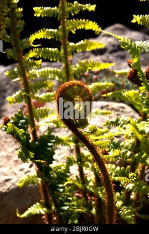 NUOVI FRONTI FERN SI DISAVVOLGIBILE ALL'INIZIO DELLA PRIMAVERA Foto Stock