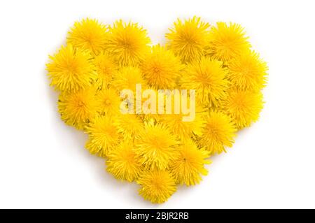 Simbolo del cuore fatto di fiori di dente di leone giallo fresco isolato su sfondo bianco. Concetto di amore per San Valentino e la festa della mamma. Foto Stock