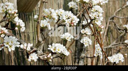 Aprile fiorisce su un albero di frutta espalato Foto Stock