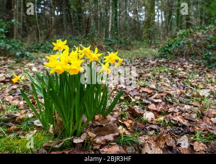 Mazzo di meravigliosi narcisi gialli e luminosi che crescono su un prato selvaggio nella foresta Foto Stock