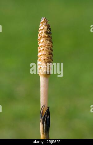 Il cono spore su Field Horsetail Foto Stock