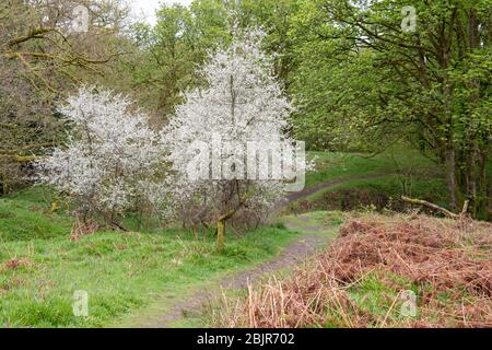 Alberi di merlo - prunus spinosa - o sloe, in fiore in Killearn Glen, Stirlingshire, Scozia, Regno Unito Foto Stock