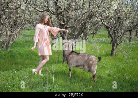 Bella donna bionda alimenta una capra erba Foto Stock