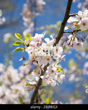 Primo piano dei fiori di Yoshino Cherry al National Cherry Blossom Festival di Washington, DC. Foto Stock