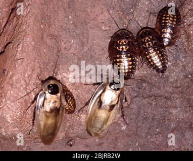 Scarafaggio da caverna gigante dell'America centrale (Blaberus giganteus), conosciuto anche come scarafaggio brasiliano Foto Stock