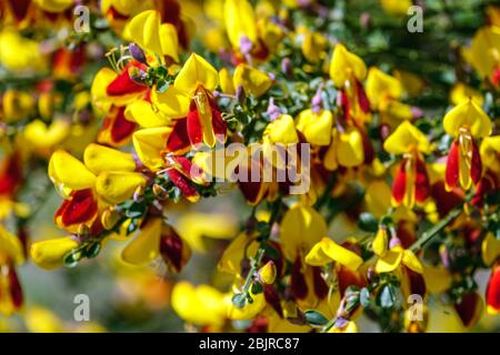 Scotch Broroom Cytisus scoparius 'Firefly' fiori rossi gialli Foto Stock