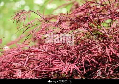 Japanese Maple Acer Palmatum 'Dissectum Nigrum' SYN. "Sempre rosso" Foto Stock