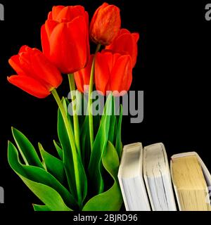 Closeup tulipani rossi fiori in fiore mazzo e foglie verdi con libri isolati su sfondo nero Foto Stock