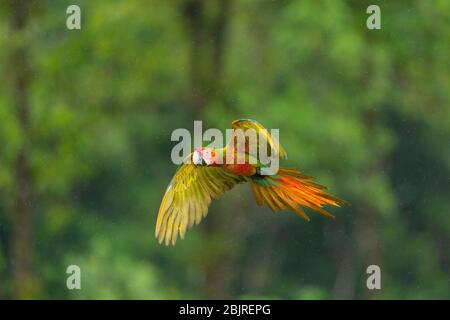 Un ibrido Grande Macaw verde e scarlatto che vola nella pioggia leggera in Costa Rica Foto Stock