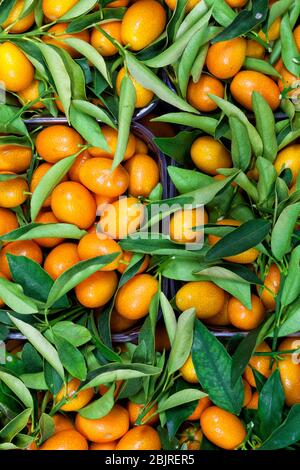 Foglie di melanzane e fondo di frutta. Foto Stock