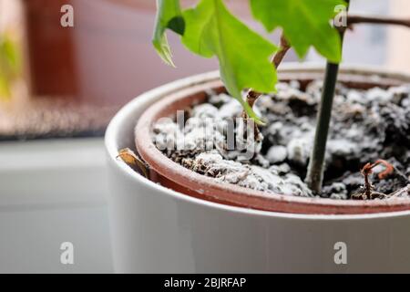 Fuoco selettivo su muffa che cresce su un terreno nel vaso di fiore con la pianta della casa. Pianta giovane di edera in ambiente umido. Fungo malattia in ciss hous Foto Stock