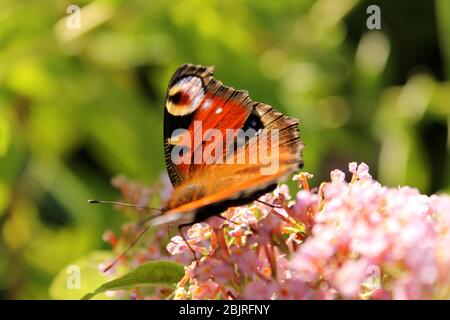 Bella farfalla arancione e rossa seduta su un lilla nel Giardino, Germania. Foto Stock