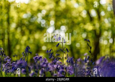 Immagine di guglia con una profondità di campo bassa e bokeh sullo sfondo Foto Stock