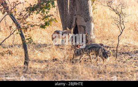 Due Jackals (Canis mesomelas) avvistato nel Parco Nazionale di Hwange, Zimbabwe Foto Stock