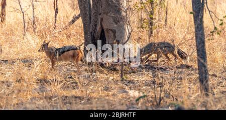 Due Jackals (Canis mesomelas) avvistato nel Parco Nazionale di Hwange, Zimbabwe Foto Stock