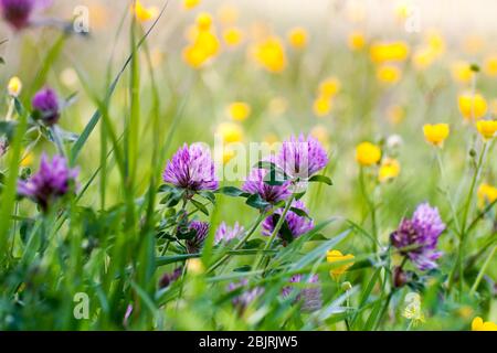 molti fiori selvatici viola e gialli in un prato Foto Stock