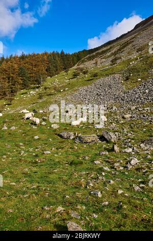 Pecore sulle ripide pendici della Aber Valley, Galles del Nord, Regno Unito Foto Stock