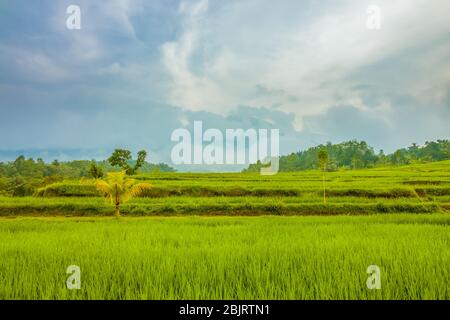 Indonesia. Campi di riso sull'isola di Giava. Notte nuvolosa Foto Stock
