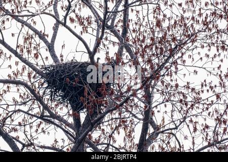 Aqulet a nido in albero. Foto Stock