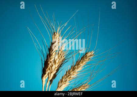 Spikelets di grano essiccato giallo su sfondo blu. Spazio di copia, primo piano orizzontale Foto Stock